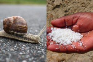 Why Do Snails Die from Salt