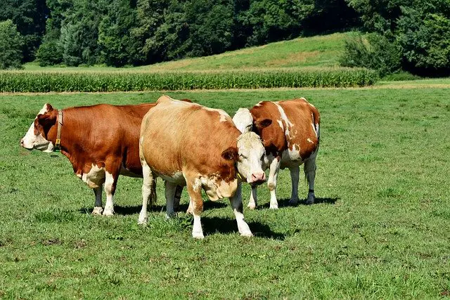 herd of bull and cows