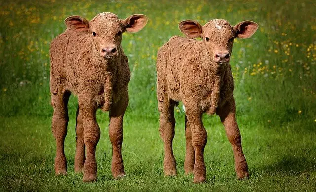 twin calves (freemartin)