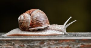 a moving snail