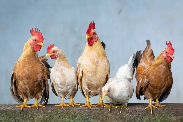 Can Chickens Get Rabies? (Plus 7 Other Answers)