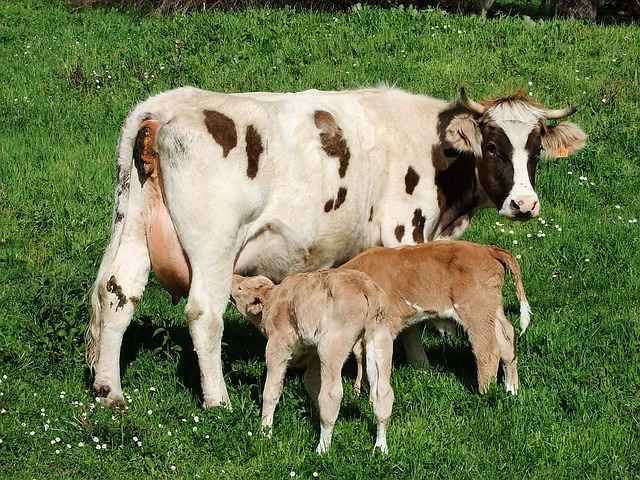 cow and twin calves