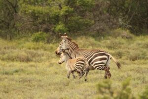 zebra and baby zebra