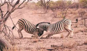why do zebras attack baby zebras