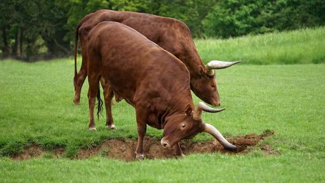 Why Are Bulls So Aggressive? (7 Root Causes)