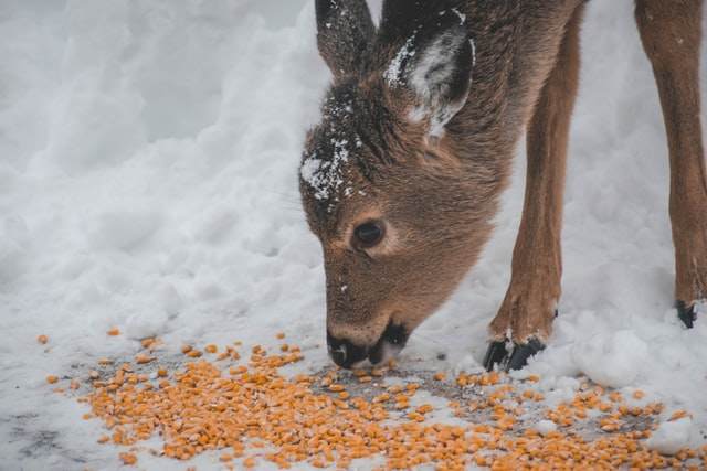 Can Deer Smell Corn (Everything You Need to Know)