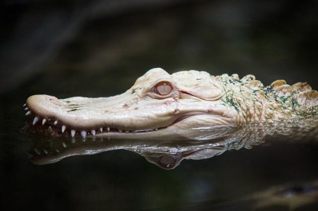 an alligator in the water