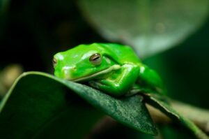 a green tree frog