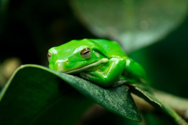 How Do Frogs Protect Themselves?(10 Defensive Behaviors You Didn’t Know Exist)