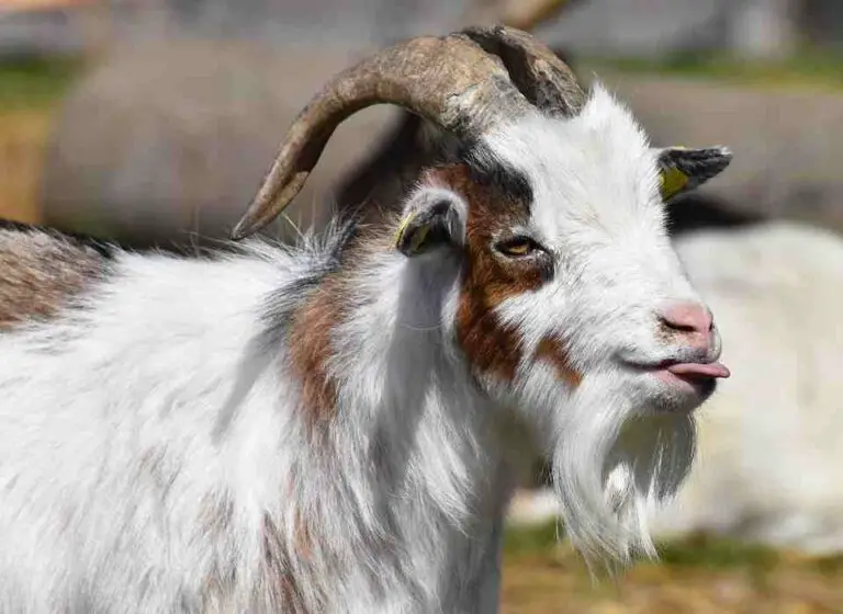 Why Do Goats Flap Their Tongues? (Revealed!)