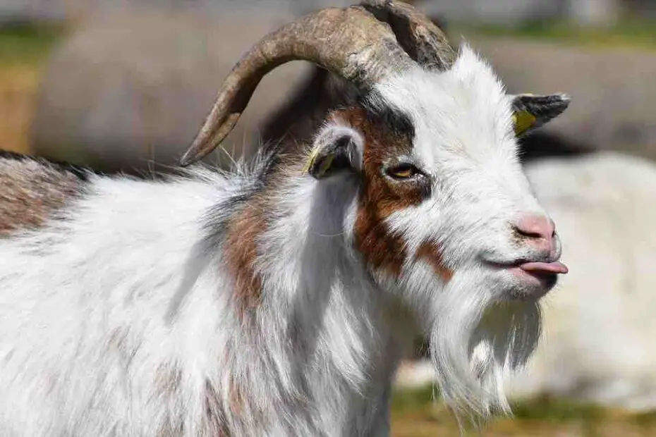 a goat flapping its tongue