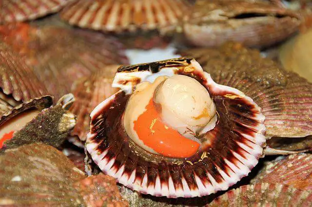 Do Scallops Feel Pain? (Yes, But…)