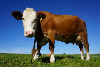 Why Are Cows Fat? (7 Facts You Should Know)