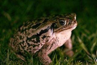 Are Frogs Amniotes? (Everything You Should Know)