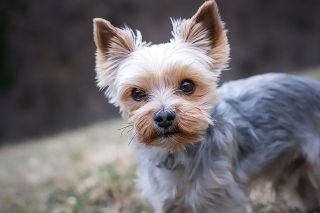a yorkshire terrier