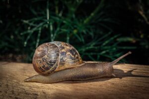 Are Snails Smart