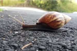 do snails crawl