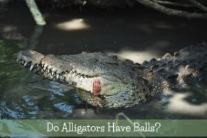 Do Alligators Have Balls?