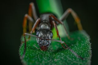 Do Ants Feel Pain