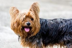 a yorkshire terrier - Are Terriers Good With Other Dogs
