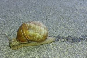 snails crawling with slimy mucus