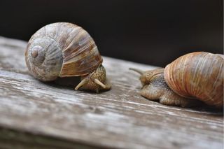 Why Are Snails Slow? (8 Facts You Should Know)