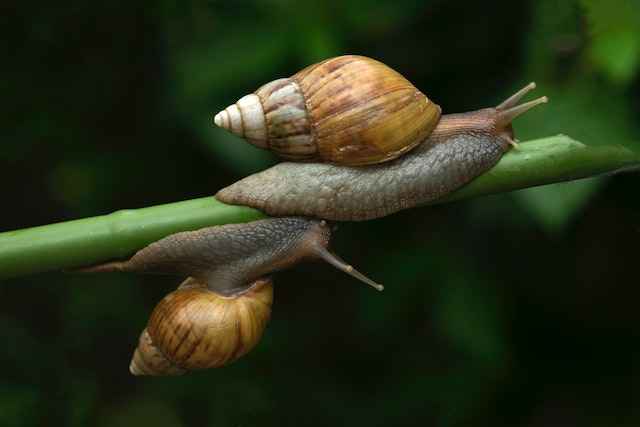 Are Snails Arthropods