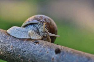 are-snails-decomposers