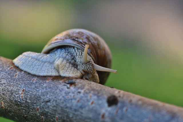 Are Snails Decomposers? (COMPLETE ANSWER!!)
