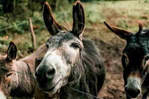 Are donkeys smarter than horses