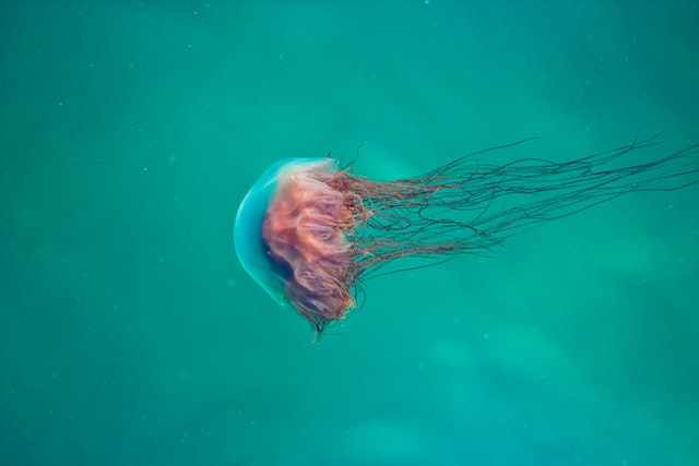 Do Jellyfish Poop