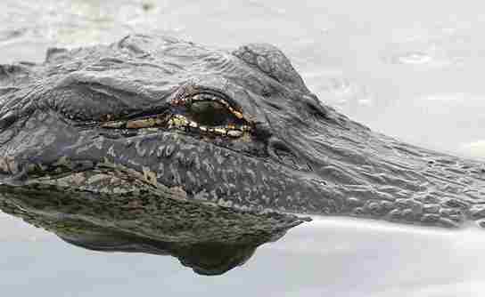Do Alligators Eat Their Young? (10 Facts To Know)
