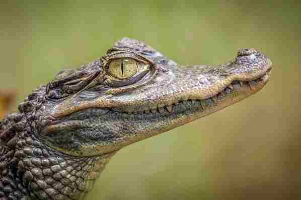 Do Alligators Growl? (5 Facts You Should Know)