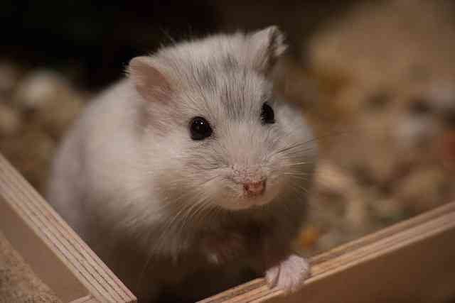 Do Hamsters Need Light At Night?