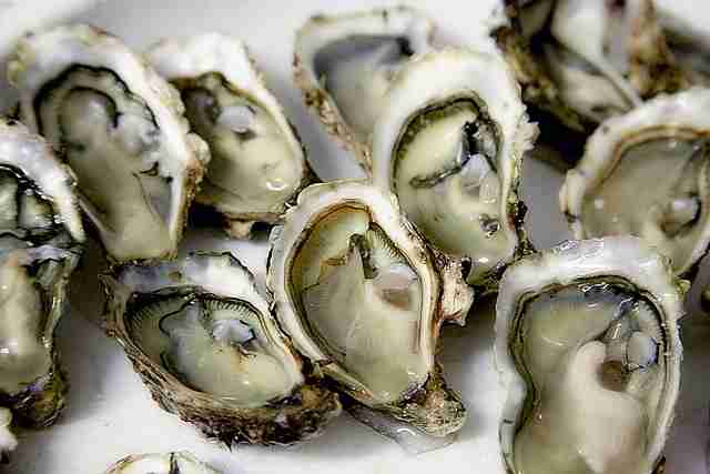Do Oysters Feel Pain