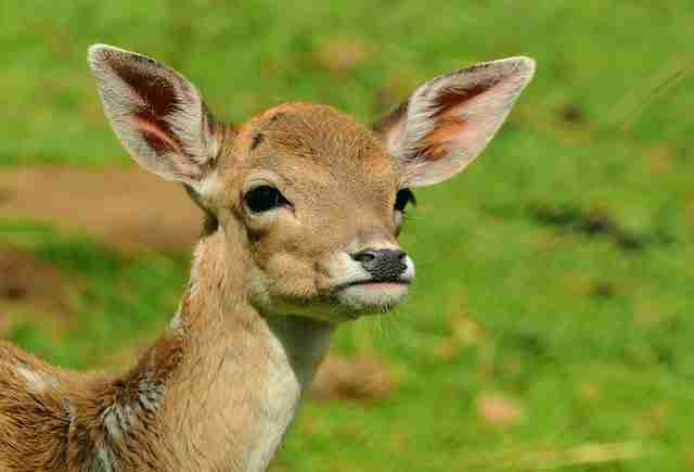 How Smart Are Deer? (EQ, Brain Size & Intelligence)