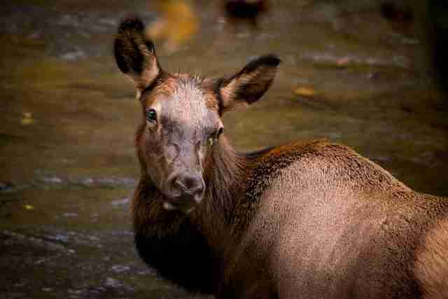 Do Female Elk Have Antlers? (EXPLAINED!!)