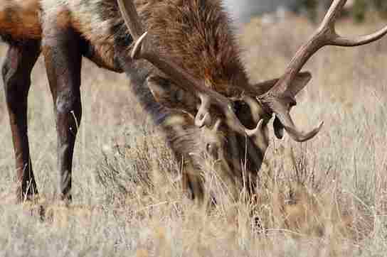 How Much Does An Elk Weigh