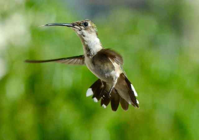 do hummingbirds make noise