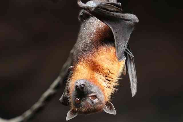 Do Bats Make Noise