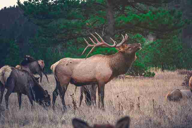 can elk see color