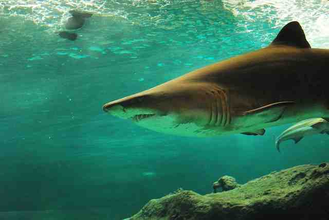 Do Sharks Make Noise? (8 Facts To Know!)