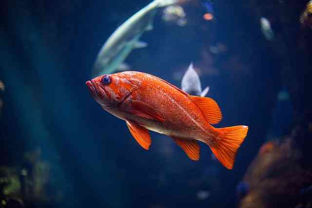 Do Glofish Need A Bubbler? 7 Facts You Need To Know!