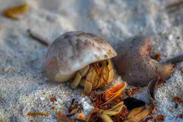 Do Hermit Crabs Need a Heat Lamp? (DO THIS NOW!!)