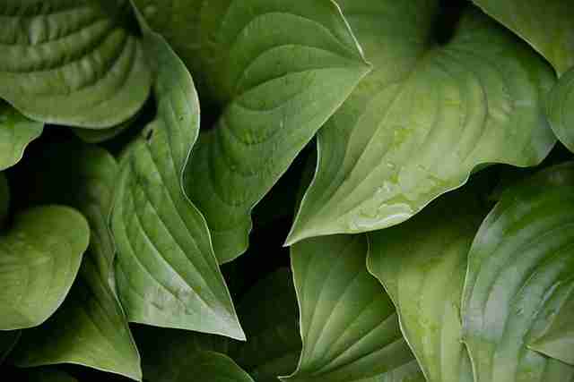 Do Rabbits Eat Hostas? 7 Facts To Know!