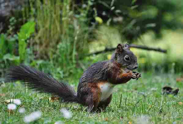 Do Squirrels Eat Dahlias? (Answered!!)