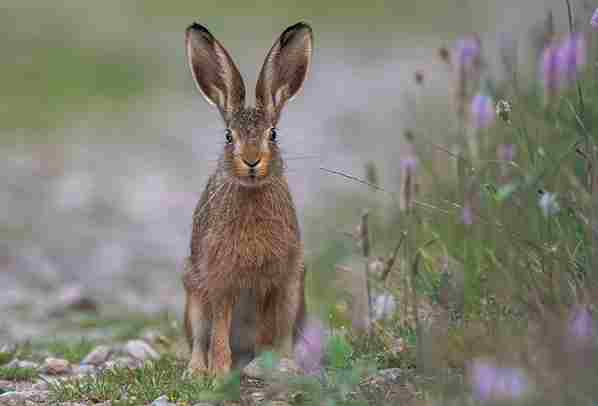 Do Rabbits Eat Hydrangeas (+ 5 Ways To Stop Them)