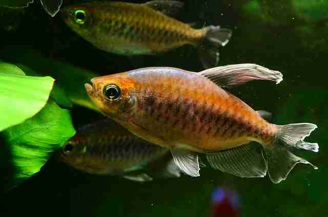 Do Tetras Need A Bubbler? (8 Facts To Know!)