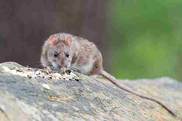 How Far Do Rats Travel From Their Nest?
