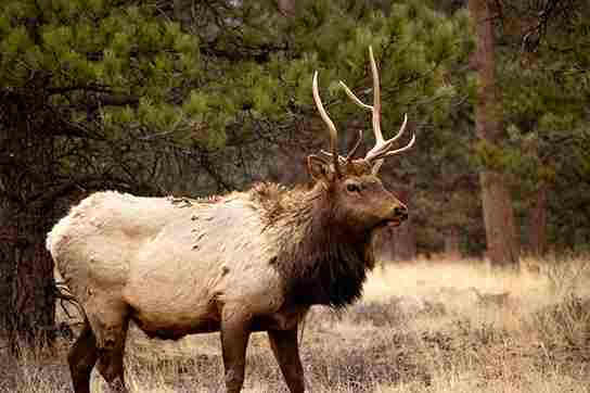 what sound does an elk make